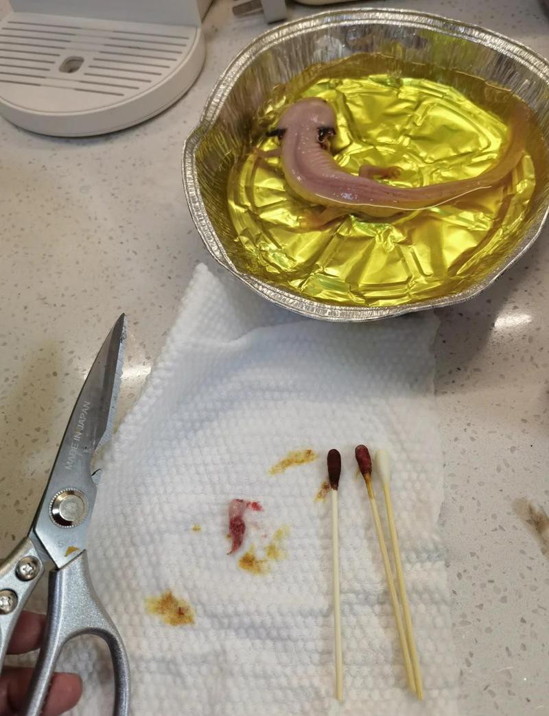 六角龍魚斷腿怎么辦圖片 六角龍魚斷腿怎么辦圖片 龍魚百科 第25張