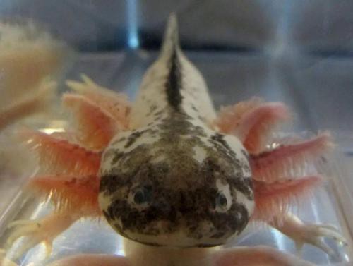 六角龍魚斷腿怎么辦圖片 龍魚百科 第21張 六角龍魚斷腿怎么辦圖片 六角龍魚斷腿怎么辦圖片 龍魚百科 第21張