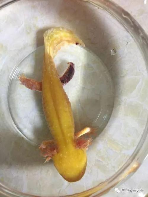六角龍魚斷腿怎么辦圖片 龍魚百科 第14張 六角龍魚斷腿怎么辦圖片 六角龍魚斷腿怎么辦圖片 龍魚百科 第14張