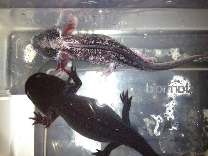 六角龍魚斷腿怎么辦圖片 龍魚百科 第8張 六角龍魚斷腿怎么辦圖片 六角龍魚斷腿怎么辦圖片 龍魚百科 第8張