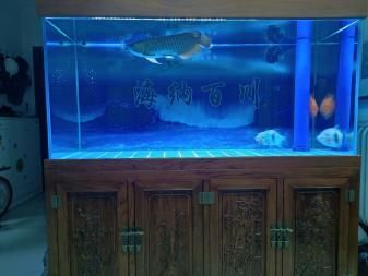 銀板魚混養魚缸空間要求：關于銀板魚混養時的魚缸空間要求