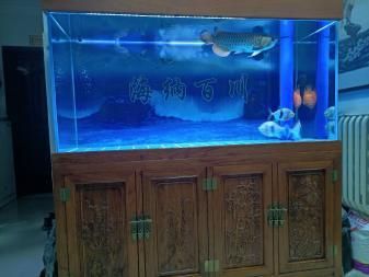 銀板魚混養魚缸空間要求：關于銀板魚混養時的魚缸空間要求