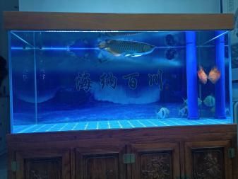 銀板魚混養魚缸空間要求：關于銀板魚混養時的魚缸空間要求