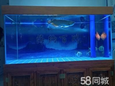 銀板魚混養魚缸空間要求：關于銀板魚混養時的魚缸空間要求