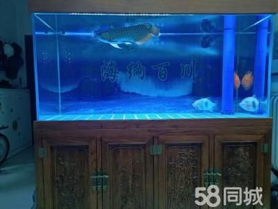 銀板魚混養魚缸空間要求：關于銀板魚混養時的魚缸空間要求