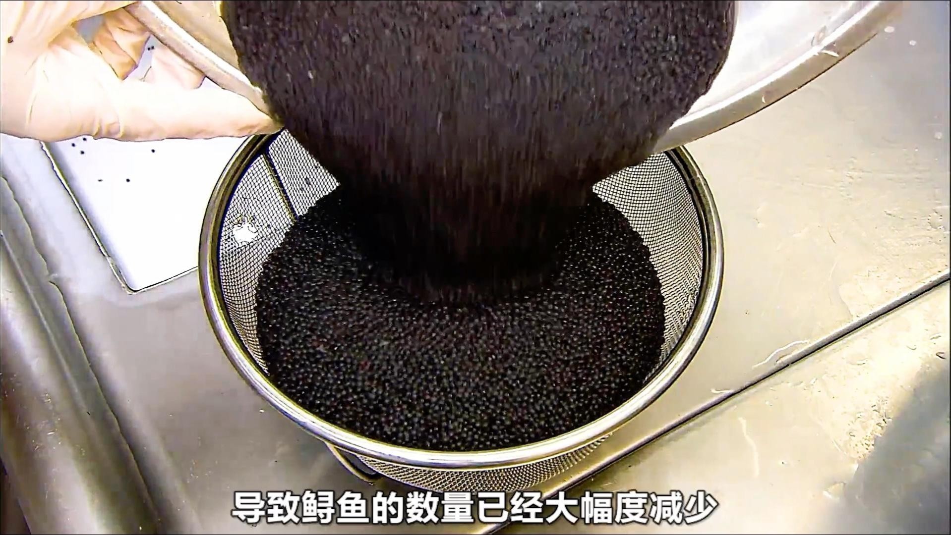 鱘龍魚子醬的制作過程