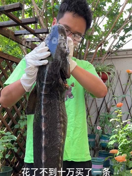 鱘龍魚子醬的制作過程