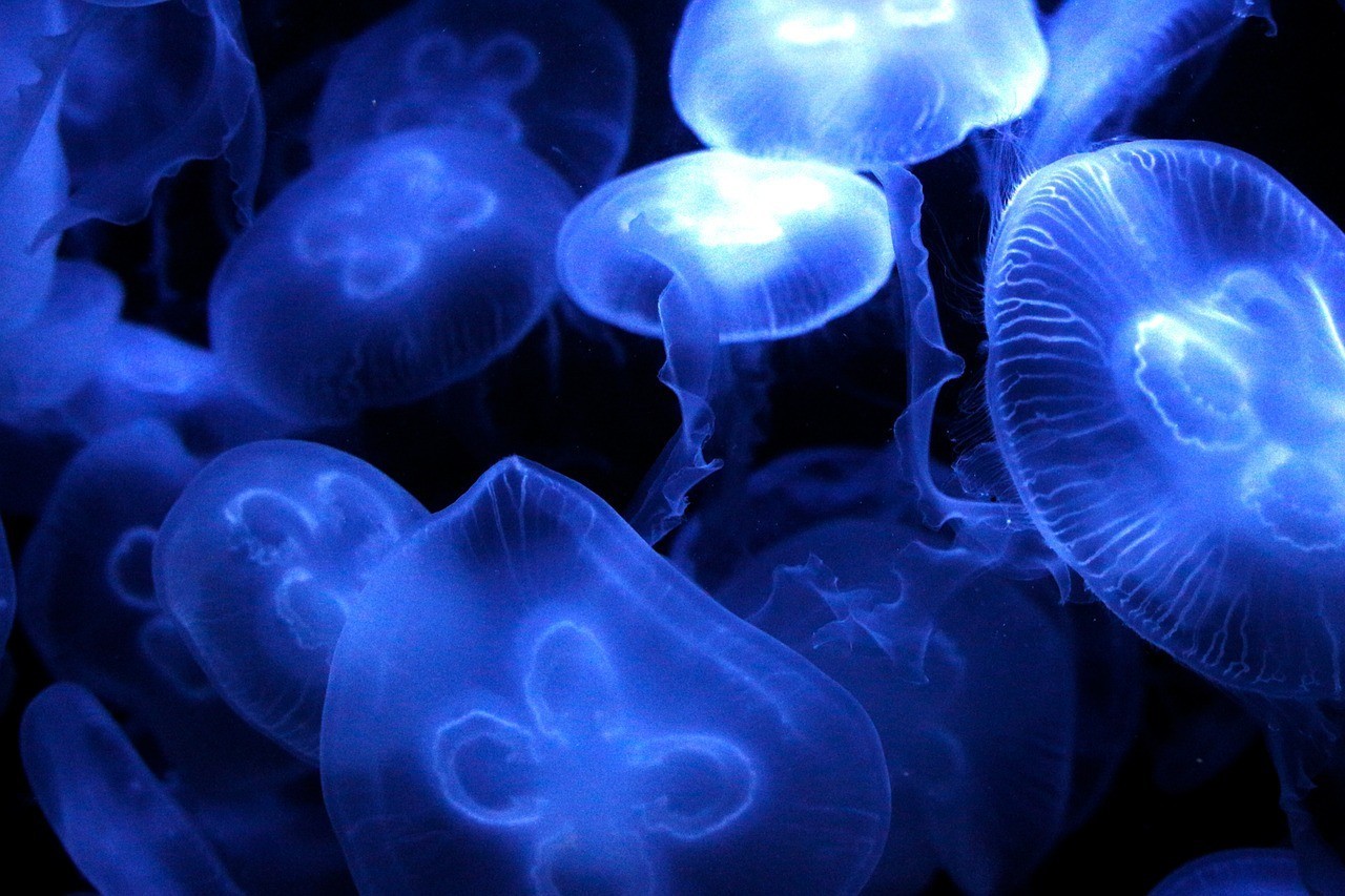 西昌市開順水族館