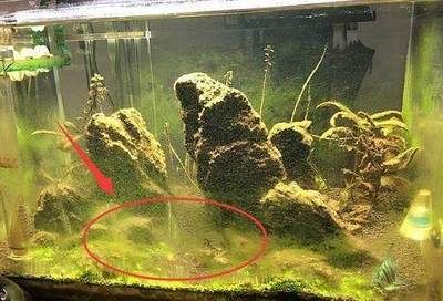 森森魚缸爆缸質保幾年，如何正確維護森森魚缸延長壽命 森森魚缸爆缸質保幾年，如何正確維護森森魚缸延長壽命 魚缸百科 第6張