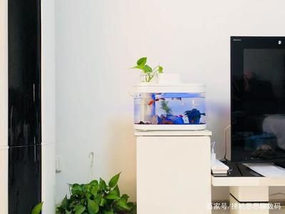 小米有品畫法幾何魚缸:小米有品品畫法幾何魚缸