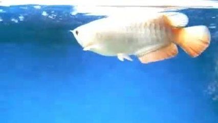 金龍魚仰著游是怎么回事：金龍魚仰著游可能是因為水質問題導致的 金龍魚仰著游是怎么回事：金龍魚仰著游可能是因為水質問題導致的 龍魚百科 第2張