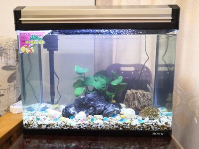 魚缸能用幾年（魚缸的壽命受多種因素影響，合理使用和保養可以延長使用壽命） 魚缸能用幾年（魚缸的壽命受多種因素影響，合理使用和保養可以延長使用壽命） 魚缸百科 第4張