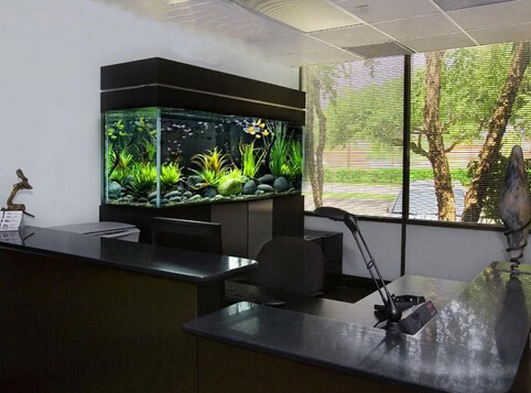 給大魚缸換水的作文:體驗給大魚缸換水的樂趣:體驗給大魚缸換水:給大魚缸換水的作文 昆明市盤龍區春神花卉商店(昆明市盤龍區春神花卉商店地址) 全國水族館企業名錄 昆明市盤龍區春神花卉商店(昆明市盤龍區春神花卉商店地址) 昆明市盤龍區春神花卉商店(昆明市盤龍區春神花卉商店地址) 全國水族館企業名錄