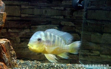 和尚魚可以和龍魚混養嗎：和尚魚可以與龍魚混養嗎和龍魚混養需要注意的問題 和尚魚可以和龍魚混養嗎：和尚魚可以與龍魚混養嗎和龍魚混養需要注意的問題 龍魚百科 第3張