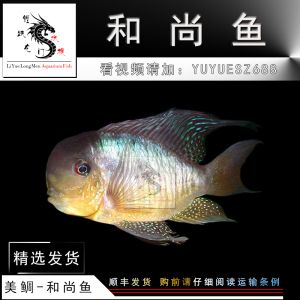 和尚魚可以和龍魚混養嗎：和尚魚可以與龍魚混養嗎和龍魚混養需要注意的問題 和尚魚可以和龍魚混養嗎：和尚魚可以與龍魚混養嗎和龍魚混養需要注意的問題 龍魚百科 第2張