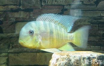 和尚魚可以和龍魚混養嗎：和尚魚可以與龍魚混養嗎和龍魚混養需要注意的問題 和尚魚可以和龍魚混養嗎：和尚魚可以與龍魚混養嗎和龍魚混養需要注意的問題 龍魚百科 第1張