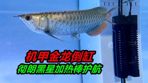 恐龍魚與金龍混養（恐龍魚與金龍混養可行嗎？）