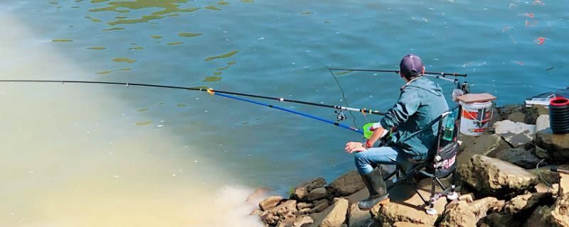 龍魚和地圖魚可以混養嗎視頻：龍魚和地圖魚可以混養嗎？混養注意事項與技巧