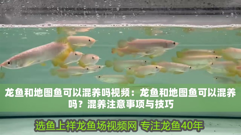 龍魚和地圖魚可以混養嗎視頻：龍魚和地圖魚可以混養嗎？混養注意事項與技巧