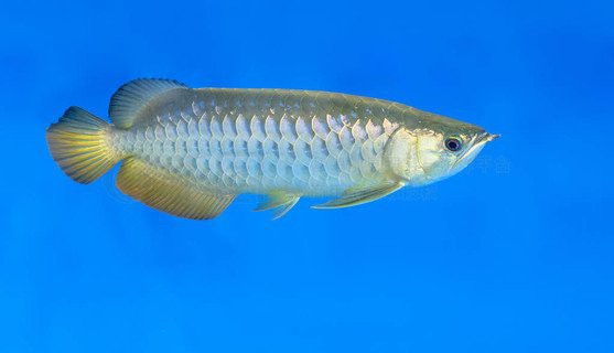 有沒有更多高清的龍魚缸背景圖？
