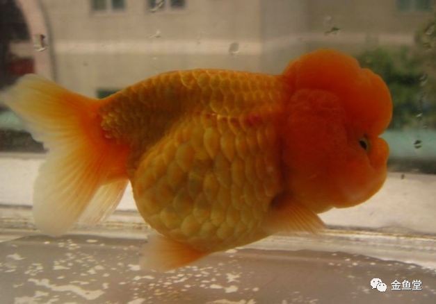 高清紅龍魚圖片有哪些風格?