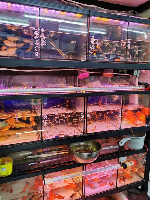 鄂爾多斯龍魚養殖基地在哪里有賣