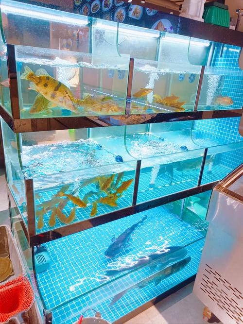 鄂爾多斯龍魚養殖基地在哪里有賣