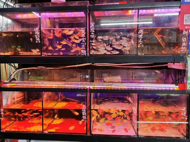 鄂爾多斯龍魚養殖基地在哪里有賣