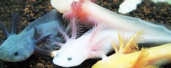 六角龍魚吃什么魚糧：六角龍魚吃什么
