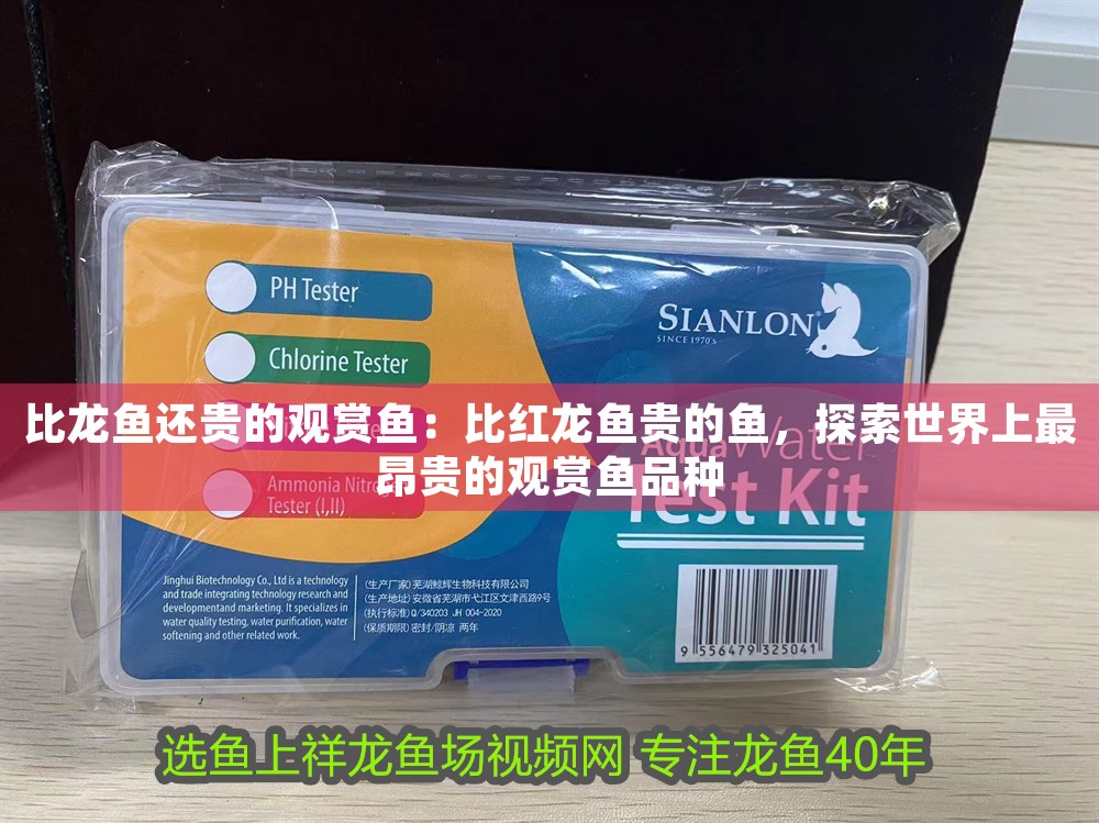 比龍魚還貴的觀賞魚：比紅龍魚貴的魚，探索世界上最昂貴的觀賞魚品種