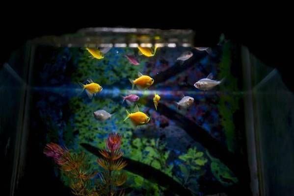 紅龍魚摔了兩下會死嗎為什么:紅龍魚摔了兩下會死嗎