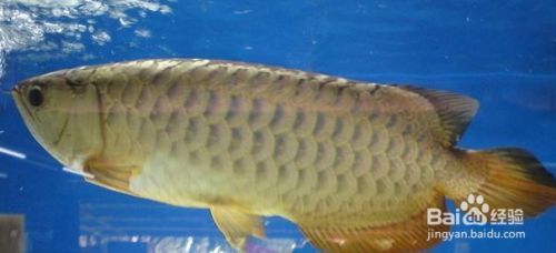 紅龍魚摔了兩下會死嗎為什么:紅龍魚摔了兩下會死嗎