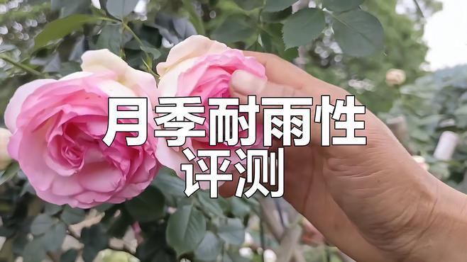 有哪些月季品種比紅龍更耐雨？ 有哪些月季品種比紅龍更耐雨？ 龍魚百科 第5張