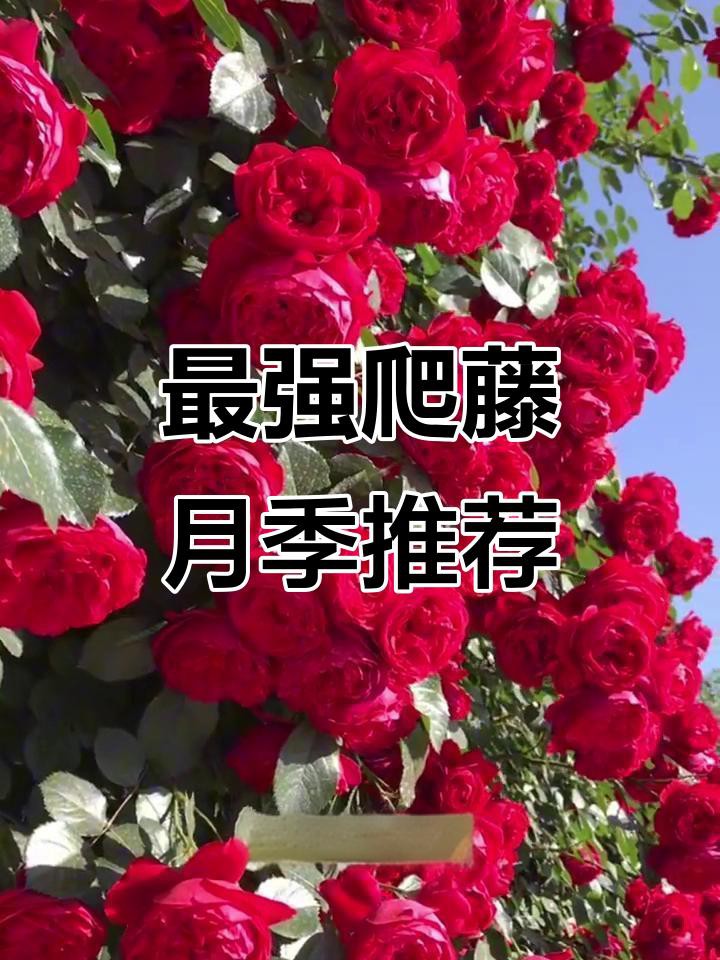 有哪些月季品種比紅龍更耐雨？ 有哪些月季品種比紅龍更耐雨？ 龍魚百科 第4張