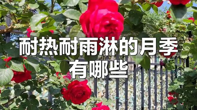 有哪些月季品種比紅龍更耐雨？ 有哪些月季品種比紅龍更耐雨？ 龍魚百科 第2張