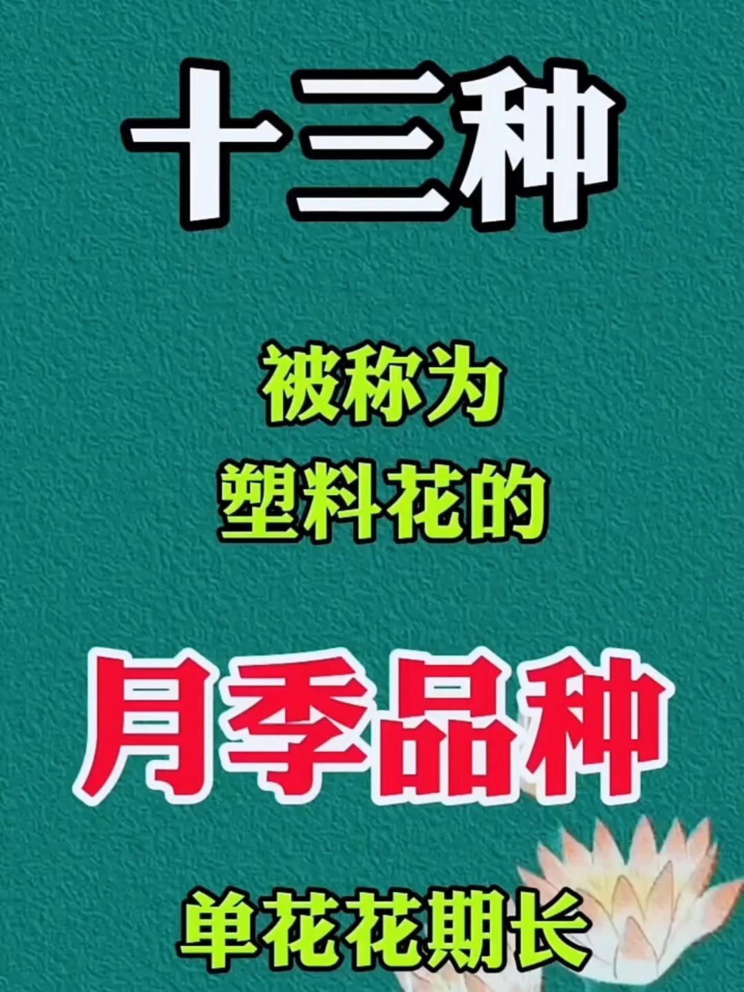 有哪些月季品種比紅龍更耐雨？ 有哪些月季品種比紅龍更耐雨？ 龍魚百科 第3張