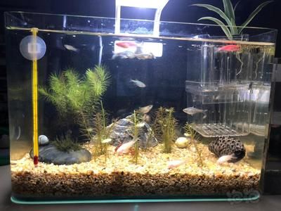 訂做魚缸多少錢一米（定制魚缸多少錢一米） 訂做魚缸多少錢一米（定制魚缸多少錢一米） 魚缸百科 第2張