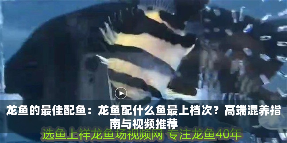 龍魚的最佳配魚：龍魚配什么魚最上檔次？高端混養(yǎng)指南與視頻推薦 龍魚的最佳配魚：龍魚配什么魚最上檔次？高端混養(yǎng)指南與視頻推薦 龍魚百科 第1張