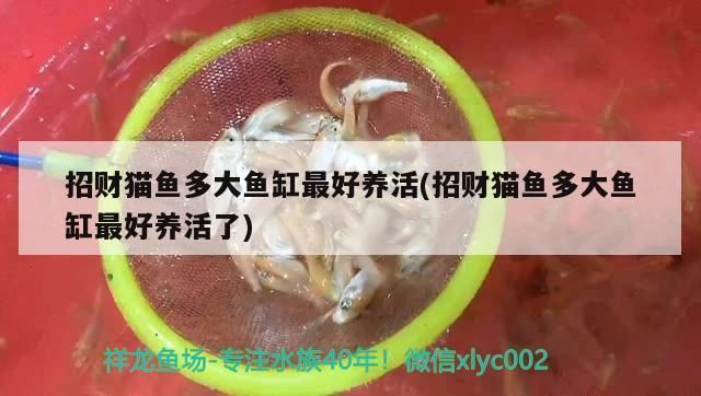 如何選擇適合招財貓魚的魚缸：招財貓魚飼料選擇技巧，