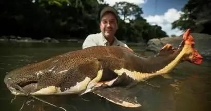 如何選擇適合招財貓魚的魚缸：招財貓魚飼料選擇技巧，