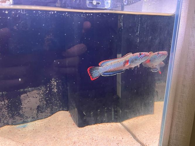 雷龍魚圖片背景紙畫