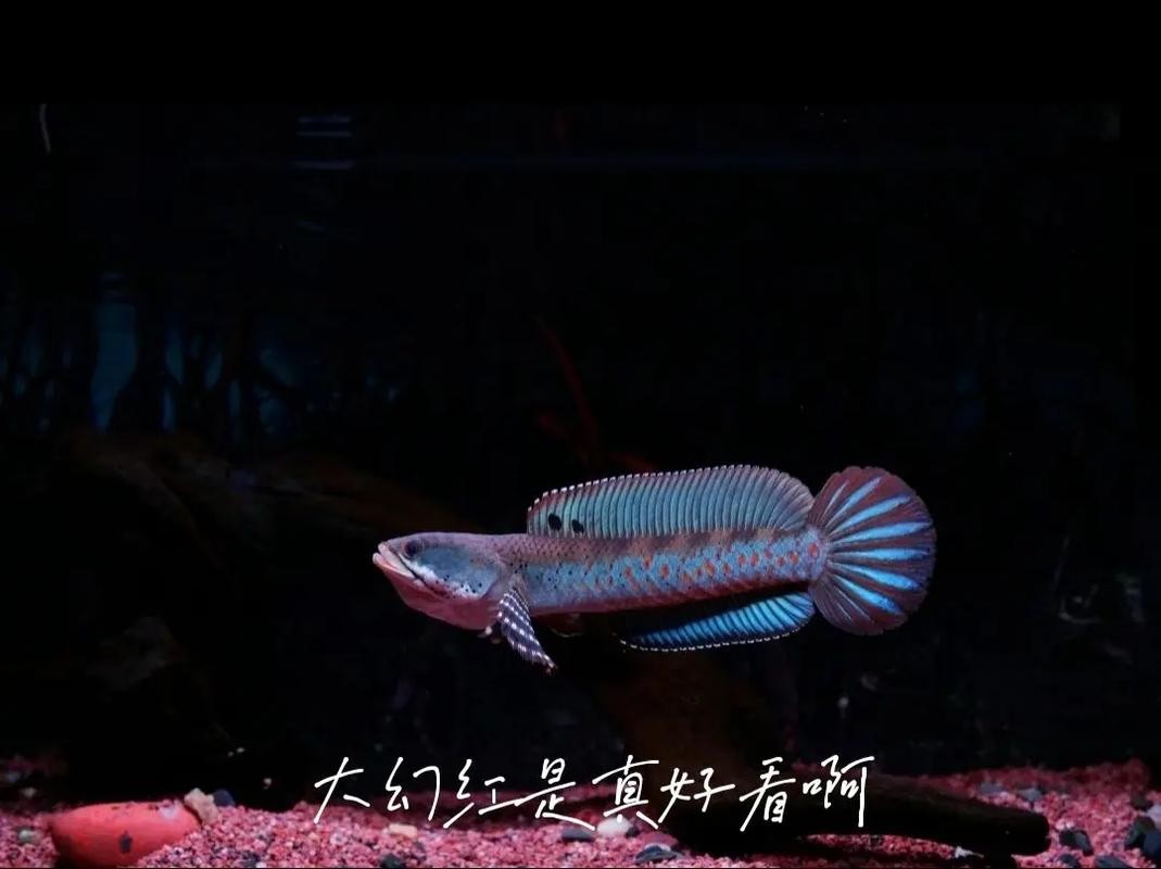 雷龍魚圖片背景紙畫