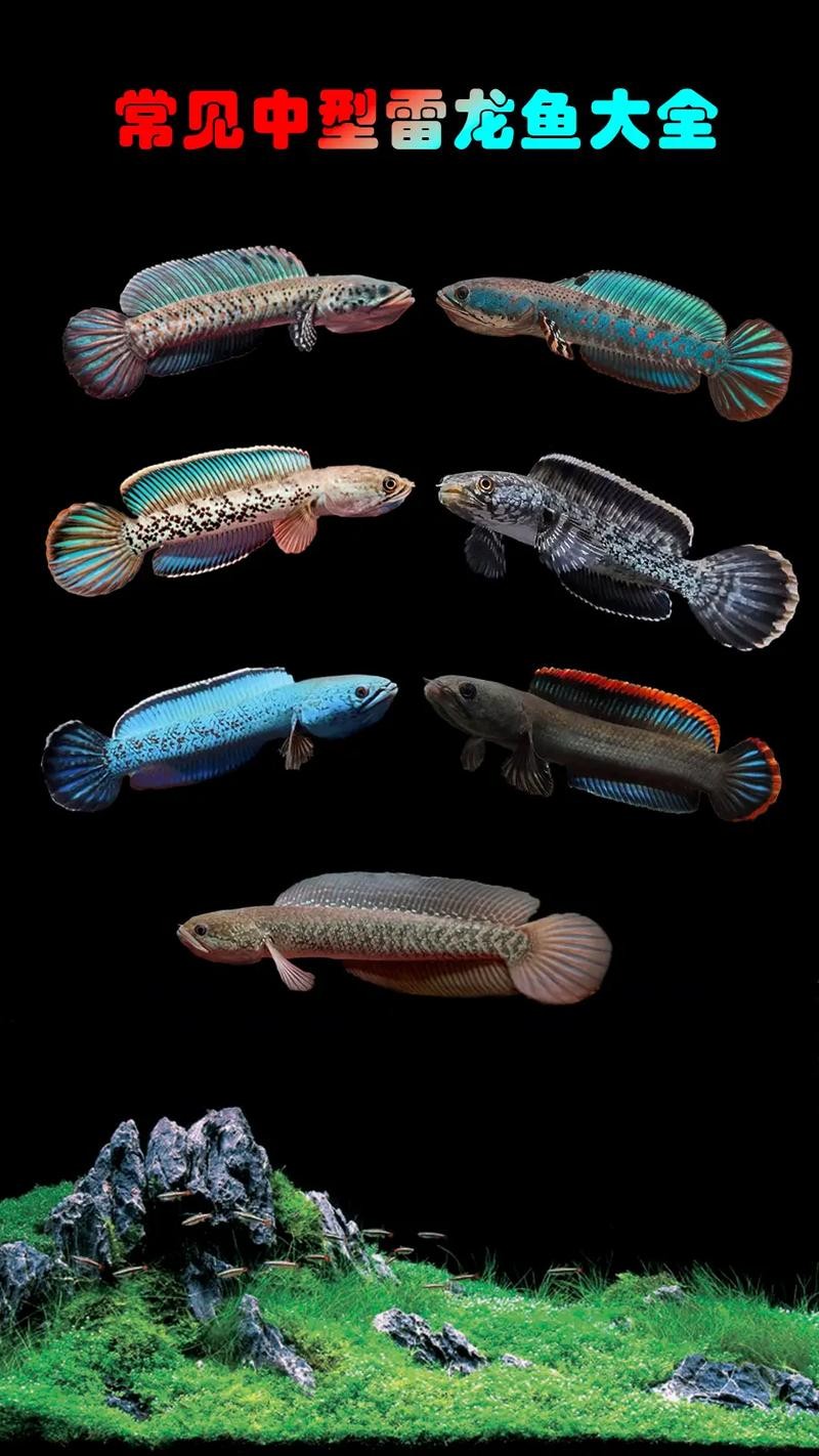 雷龍魚圖片背景紙畫