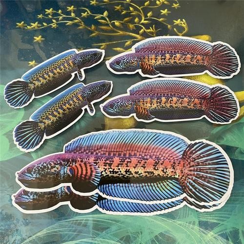 雷龍魚圖片背景紙畫
