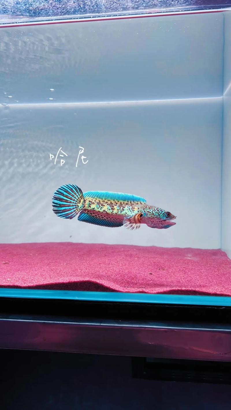 雷龍魚圖片背景紙畫