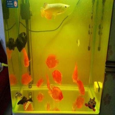 高錳酸鉀消毒魚缸需要等待5-6天后再放魚：高錳酸鉀消毒魚缸消毒方法