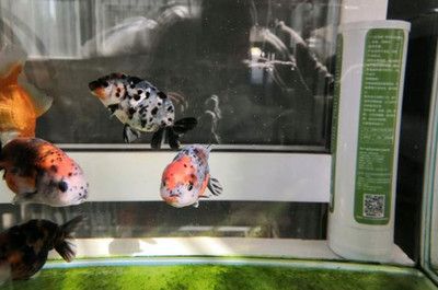 高錳酸鉀消毒魚缸需要等待5-6天后再放魚：高錳酸鉀消毒魚缸消毒方法