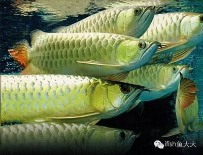 龍魚混養要多久才能和諧