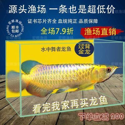 觀賞金龍魚活體魚苗批發（尋找觀賞金龍魚活體魚苗的批發信息時可以從以下幾個方面進行考慮）