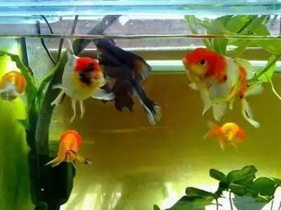 魚缸擺在大門對面好嗎（魚缸擺在大門對面好嗎,）